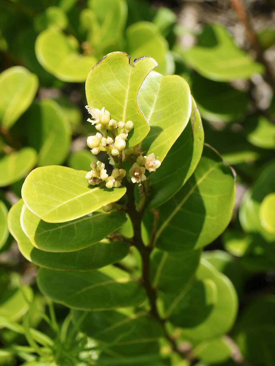 Chrysobalanus icaco (Cocoplum) (alternate view 8)