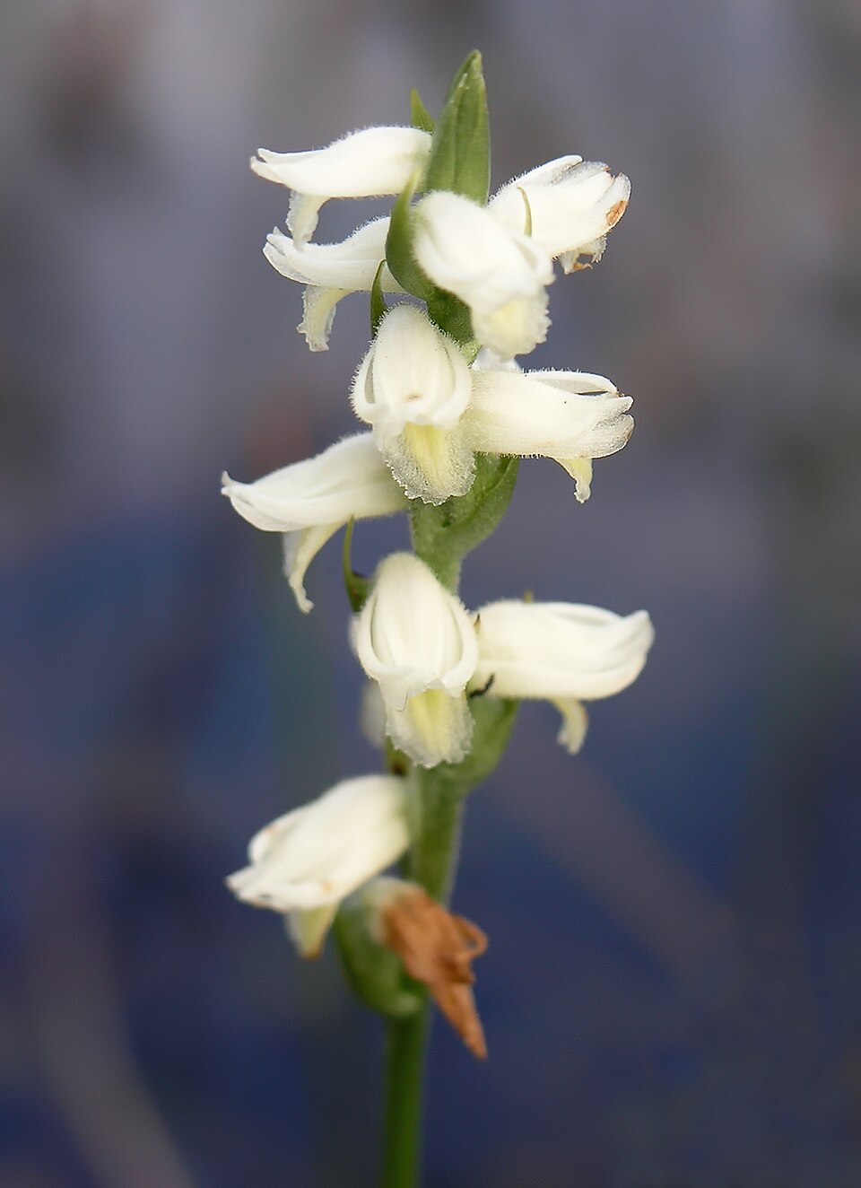 Spiranthes vernalis (Spring Ladies' Tresses) (alternate view 8)