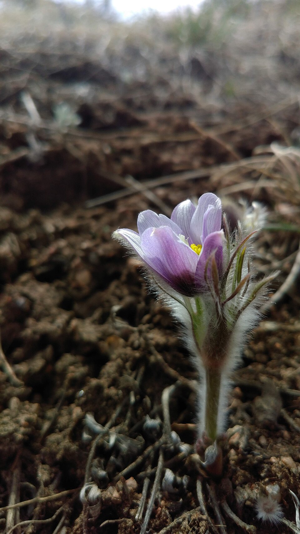Pulsatilla nuttalliana (prairie pasqueflower)