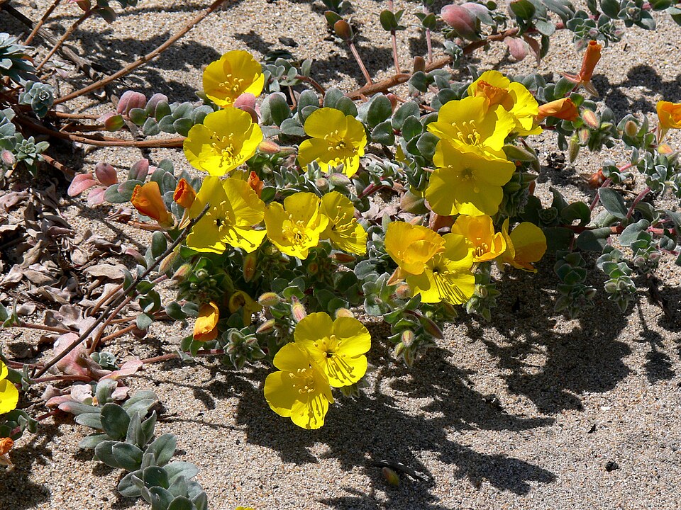 Camissoniopsis cheiranthifolia (beach suncup) (alternate view 10)