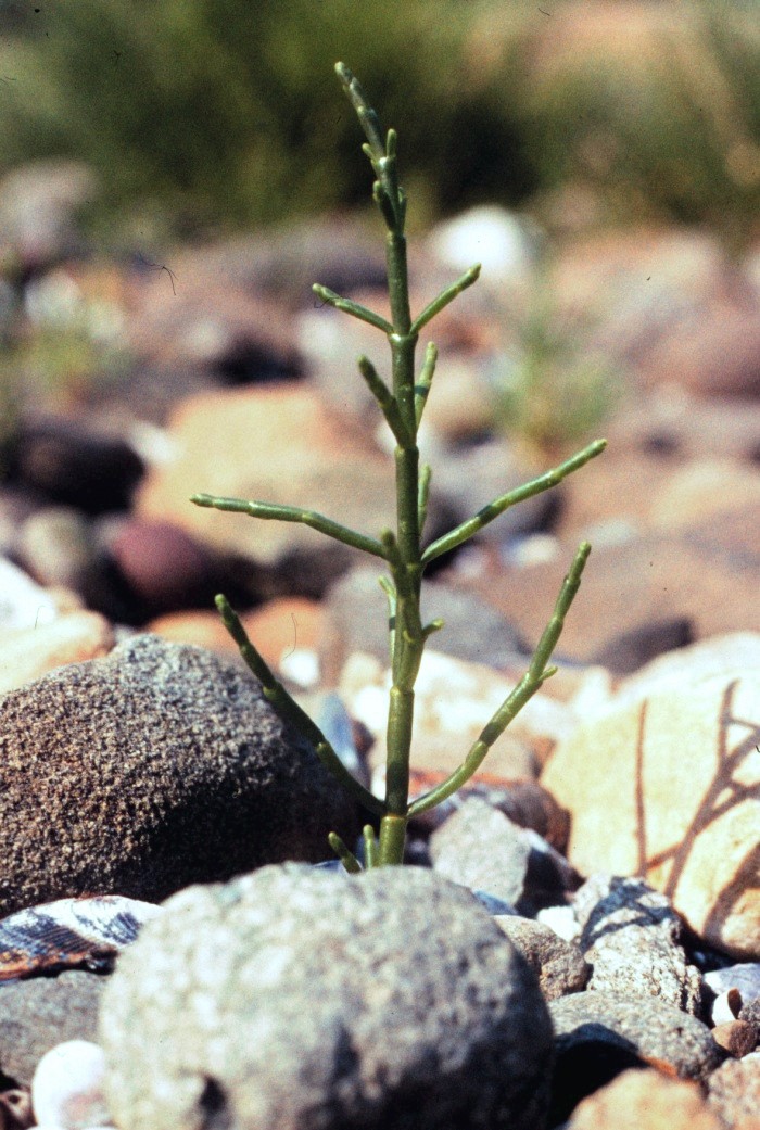 Salicornia europaea (Common Glasswort)