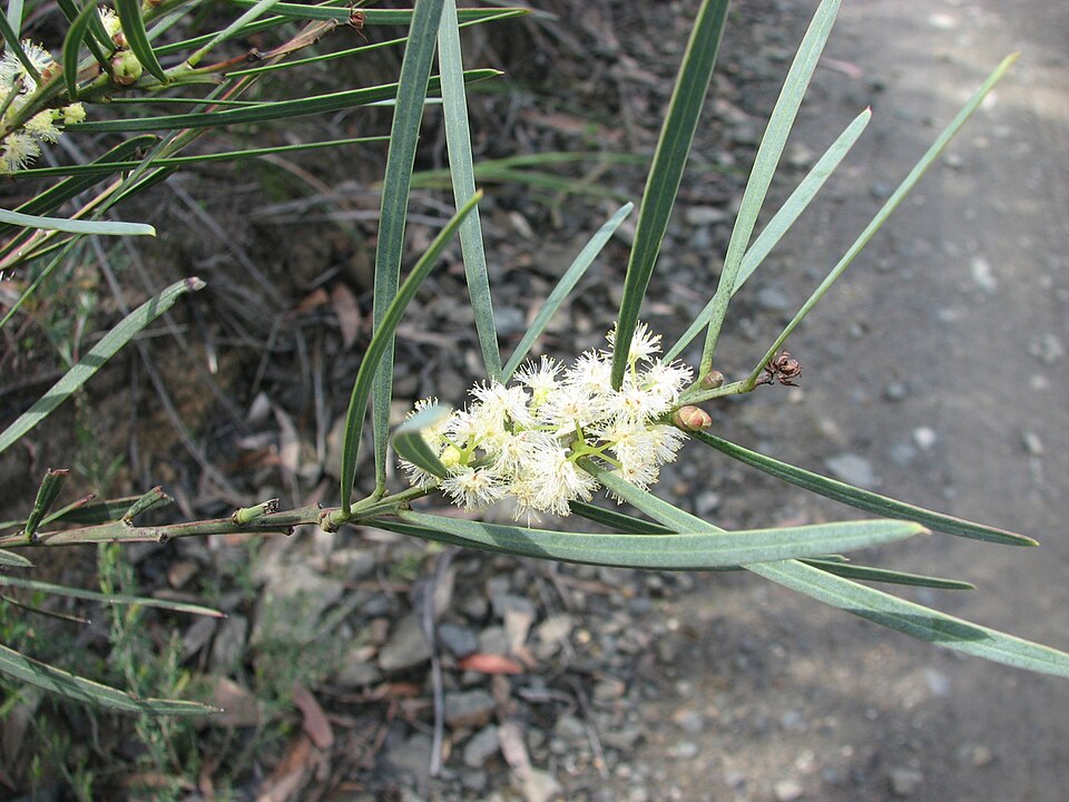 Acacia suaveolens (Sweet Wattle)