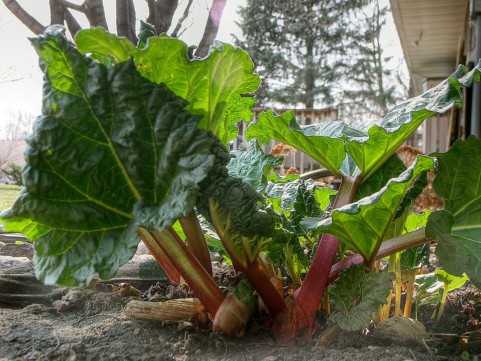 Rheum rhabarbarum (Rhubarb)