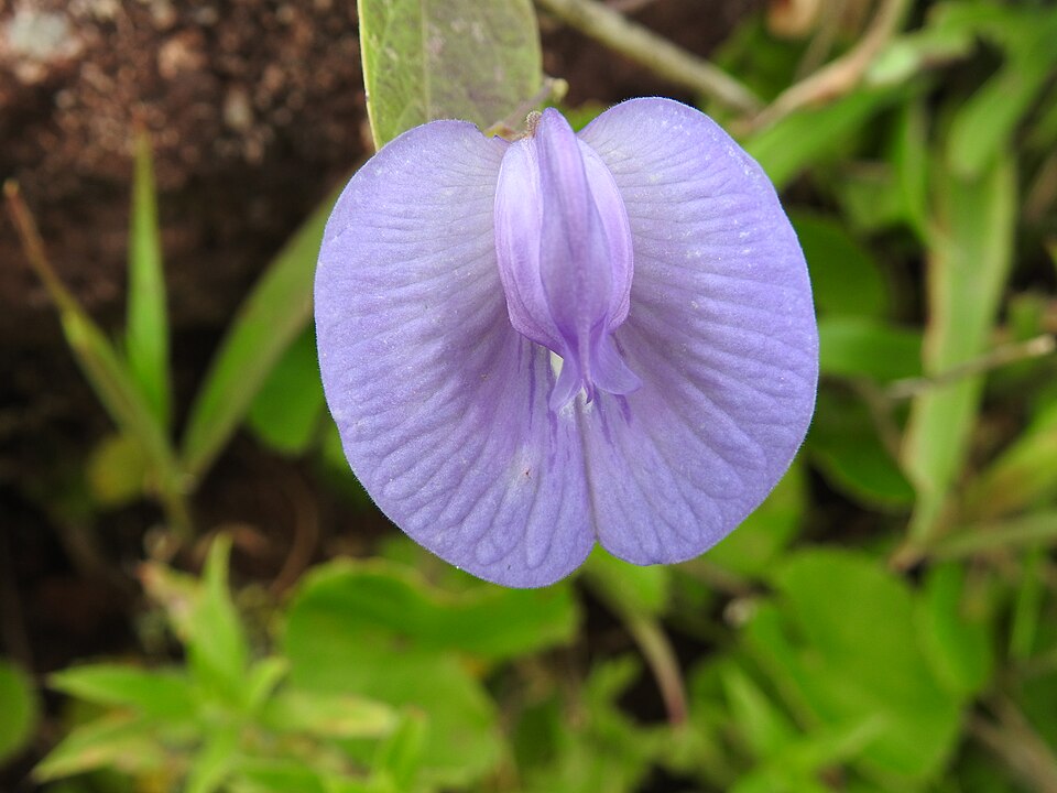 Centrosema (Butterfly Peas) (alternate view 4)