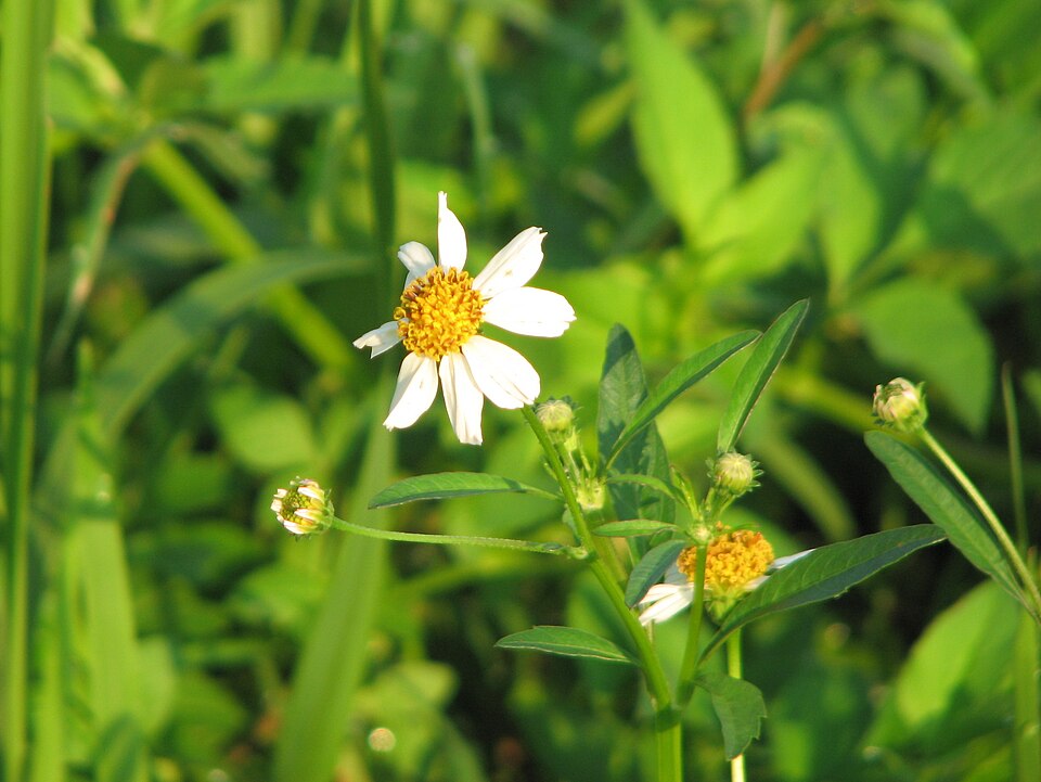 Bidens (Beggarticks)