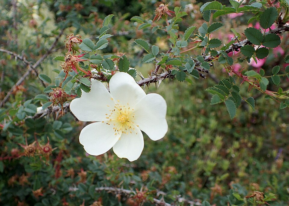 Rosa spinosissima 'Dunwich Rose' (alternate view 4)