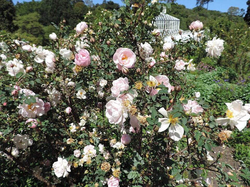 Rosa spinosissima 'Falkland' (alternate view 2)