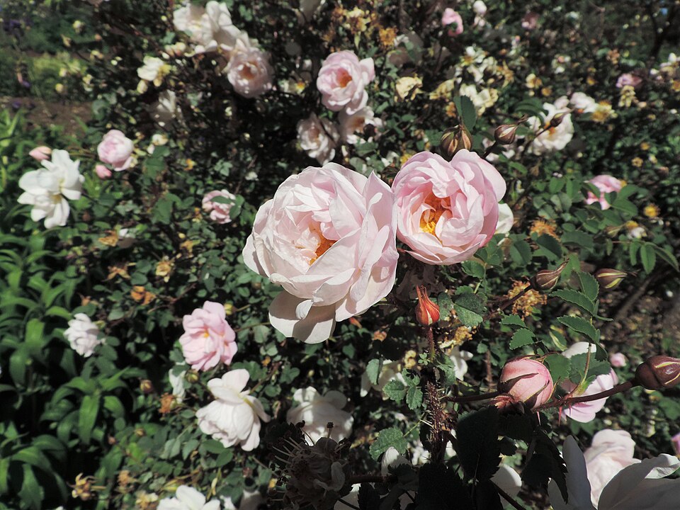Rosa spinosissima 'Falkland' (alternate view 3)