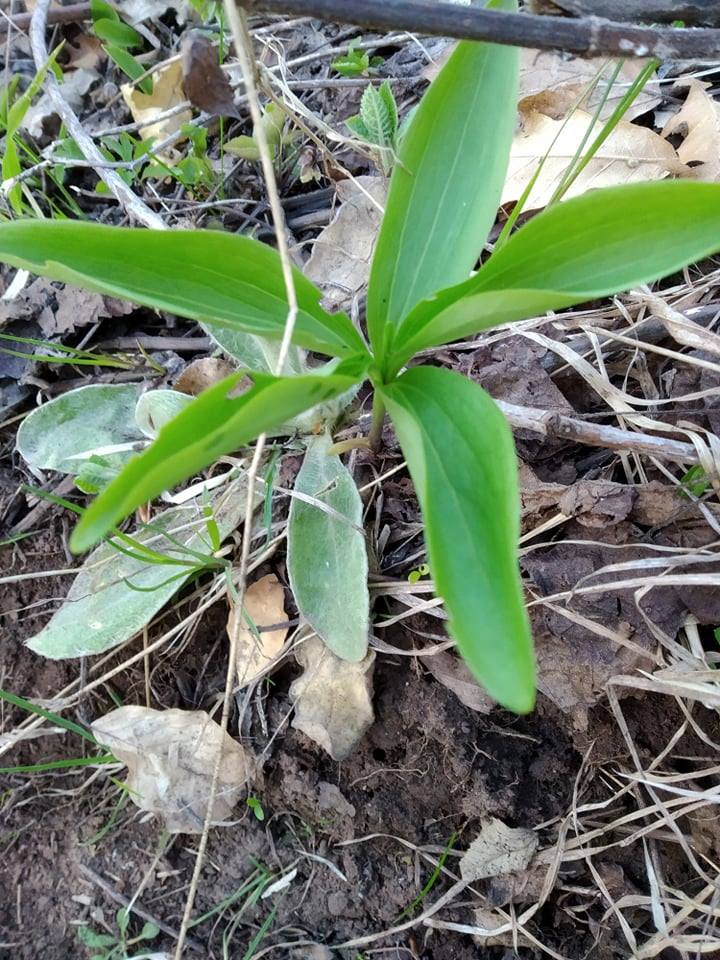 Gentiana (Gentians) (alternate view 6)