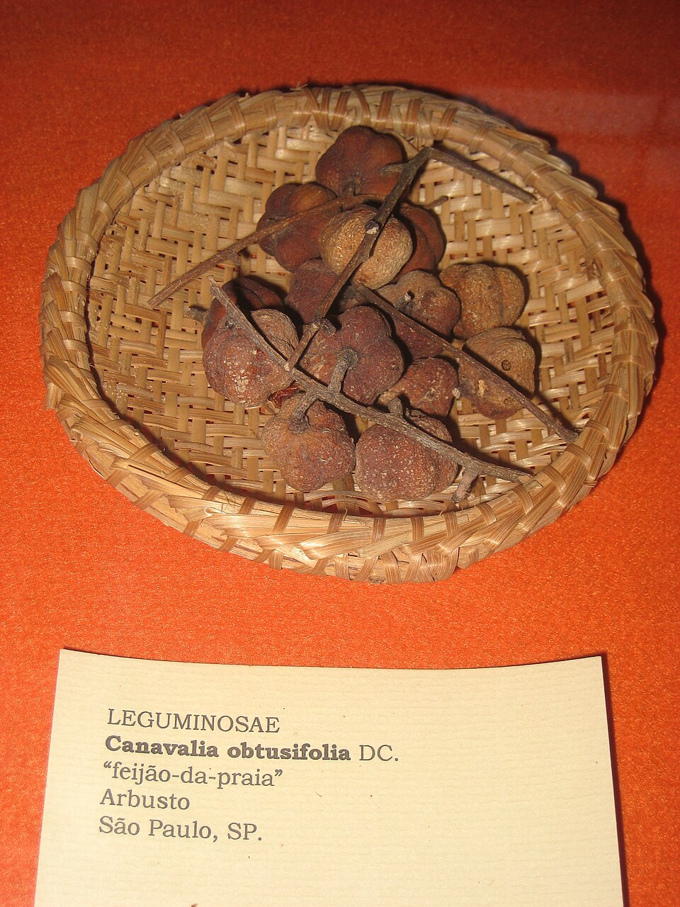 Canavalia rosea (Beach Bean) (alternate view 10)