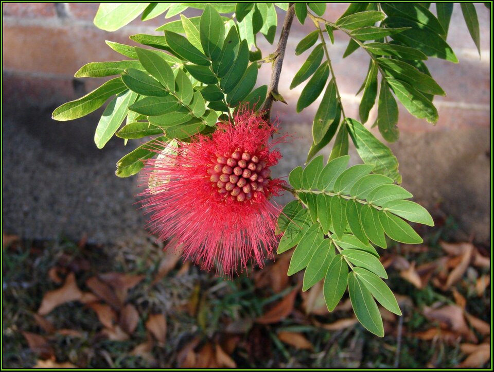 Calliandra haematocephala (Pink Powder Puff) (alternate view 6)