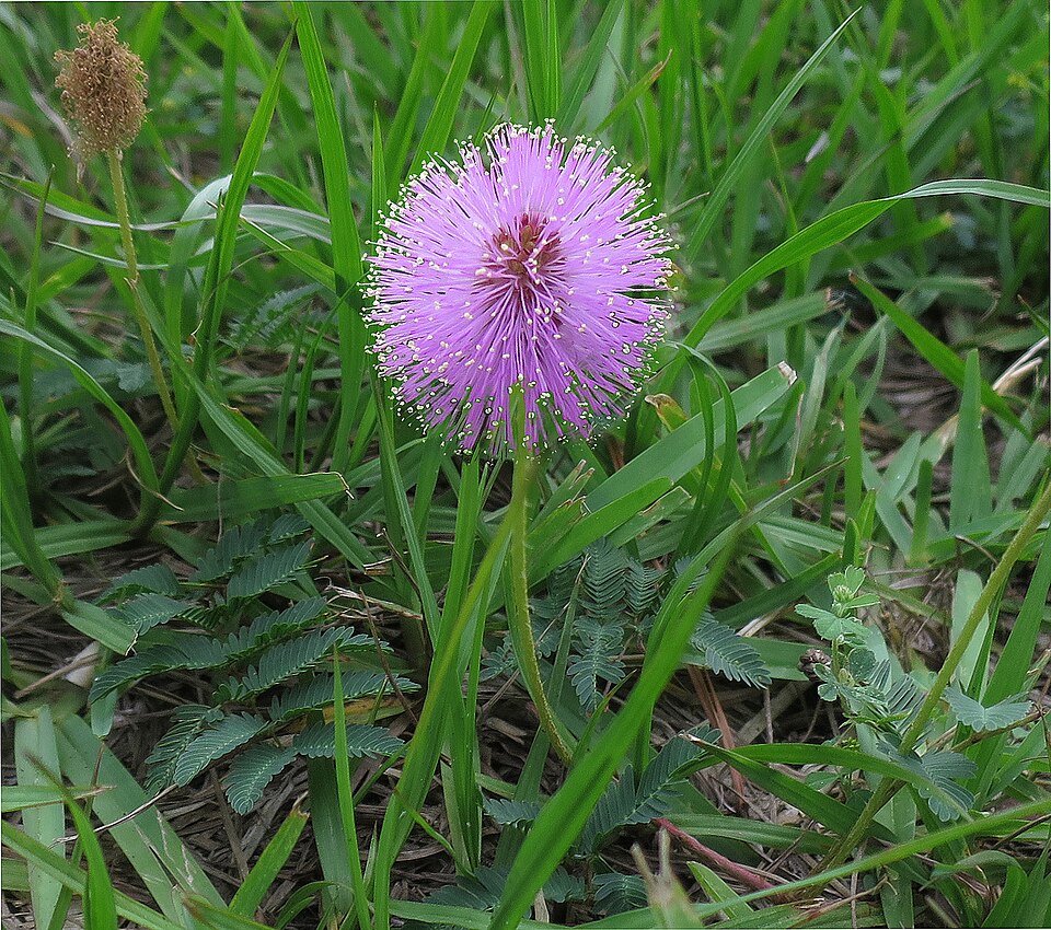 Mimosa strigillosa (sunshine mimosa) (alternate view 8)