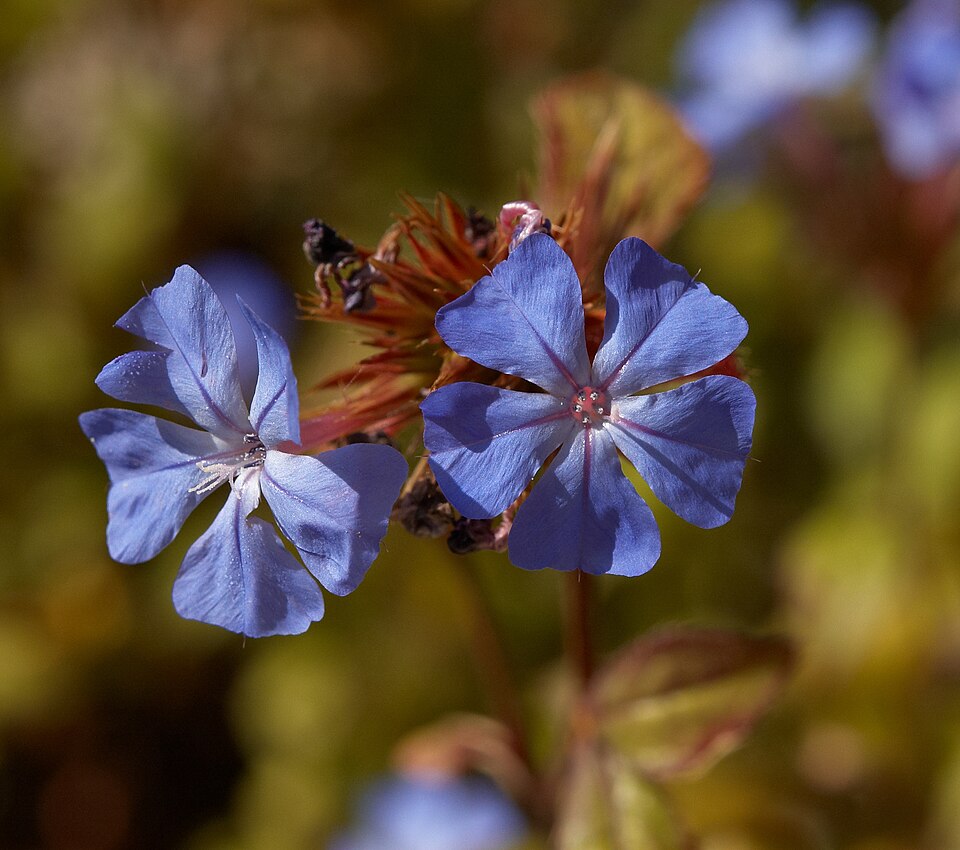 Ceratostigma willmottianum (Chinese Plumbago)