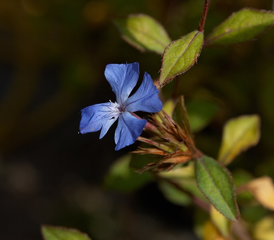 Ceratostigma willmottianum (Chinese Plumbago) (alternate view 2)