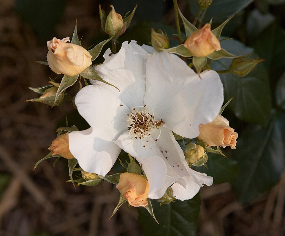 Rosa 'Sally Holmes' (Sally Holmes Rose) (alternate view 5)