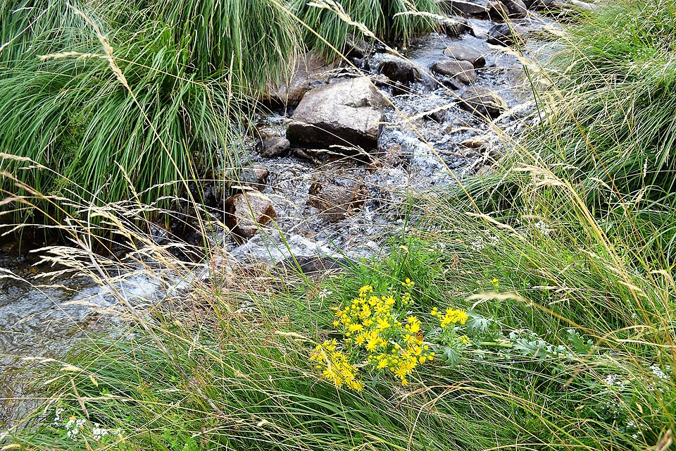 Senecio (groundsels) (alternate view 5)