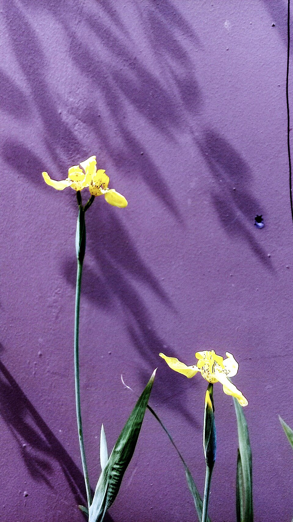 Trimezia (Walking Irises) (alternate view 7)