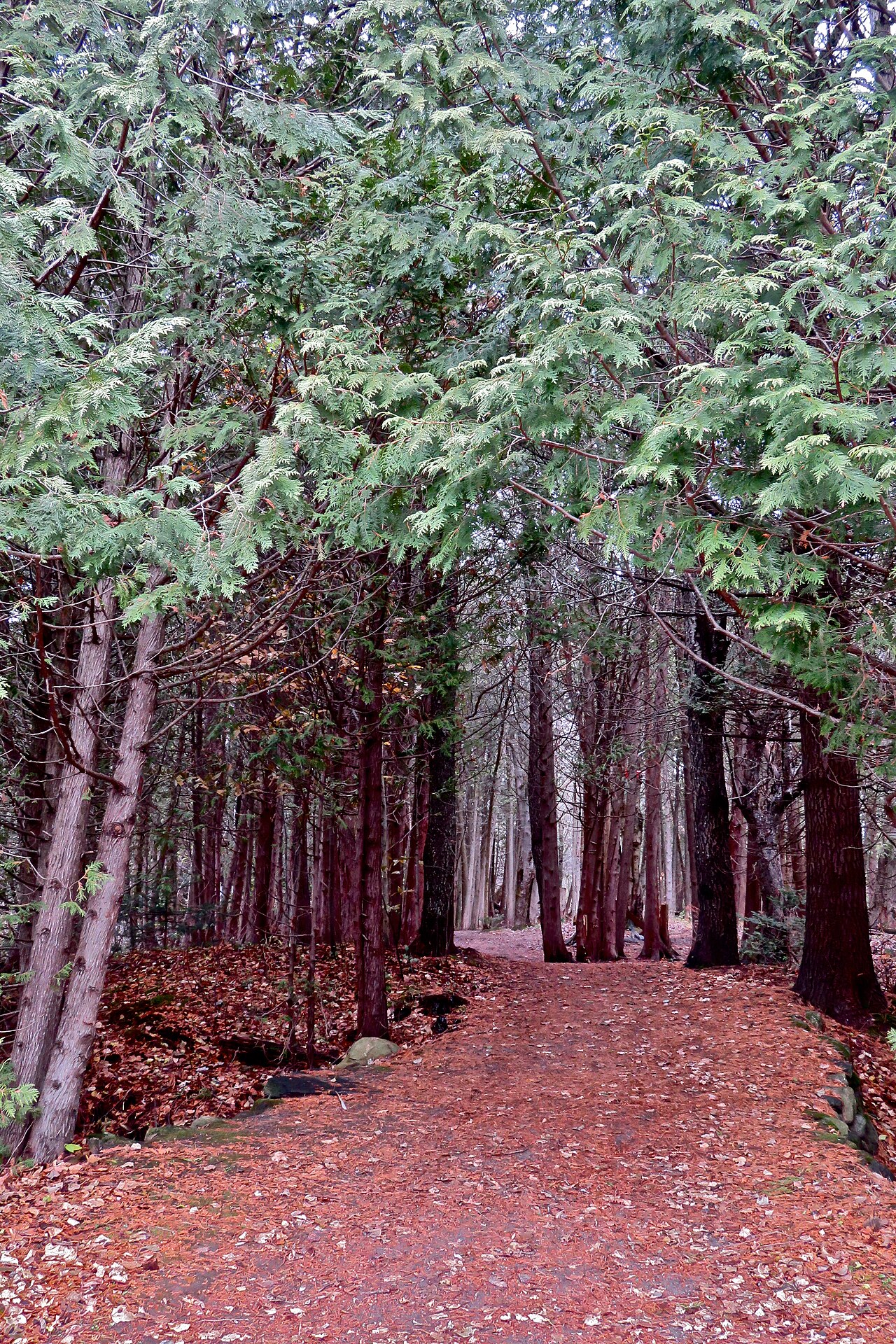Thuja occidentalis, American arborvitae — upright evergreen (Cupressaceae) (image 10 of 10)