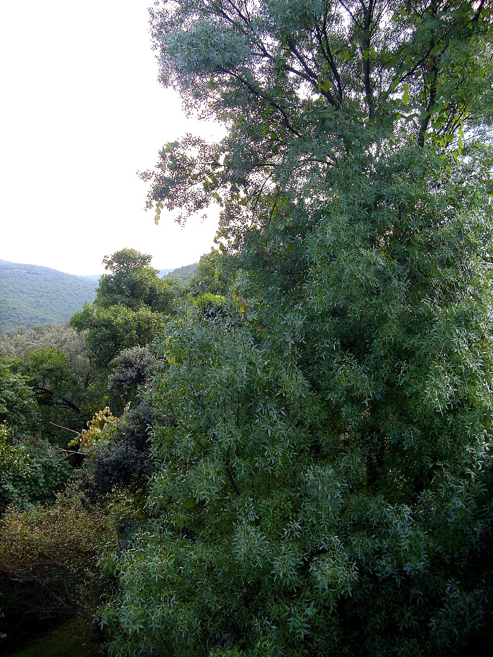 Fraxinus angustifolia (Narrow-leaved Ash) (alternate view 4)