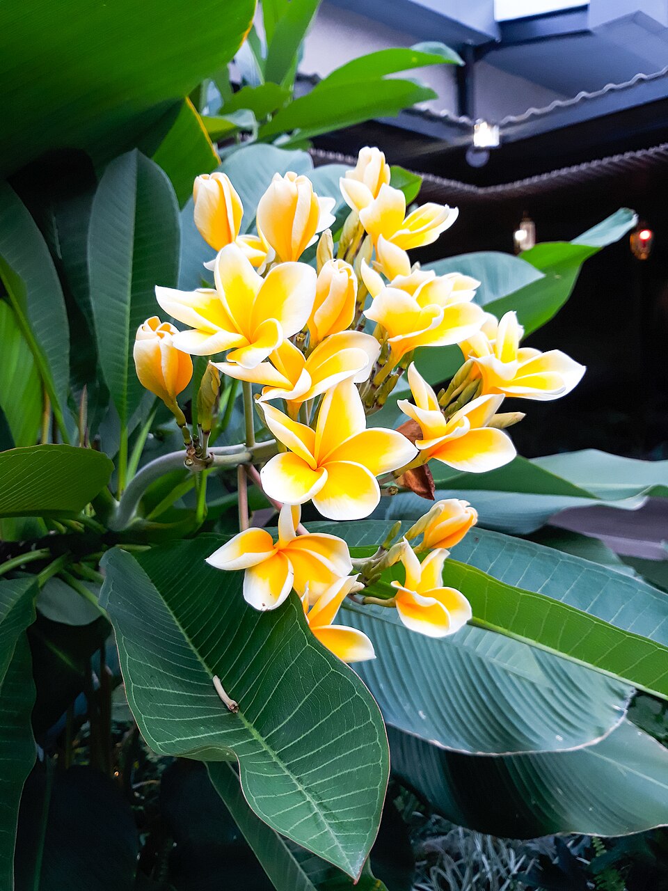 Plumeria (Frangipani Trees) (alternate view 4)