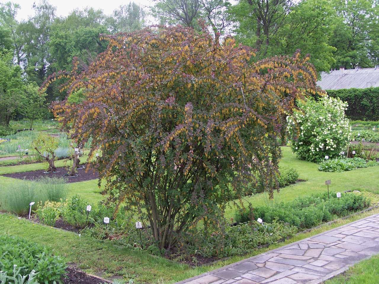 Berberis thunbergii 'Atropurpurea', Purple Japanese barberry — mounding deciduous (Berberidaceae) (image 3 of 10)