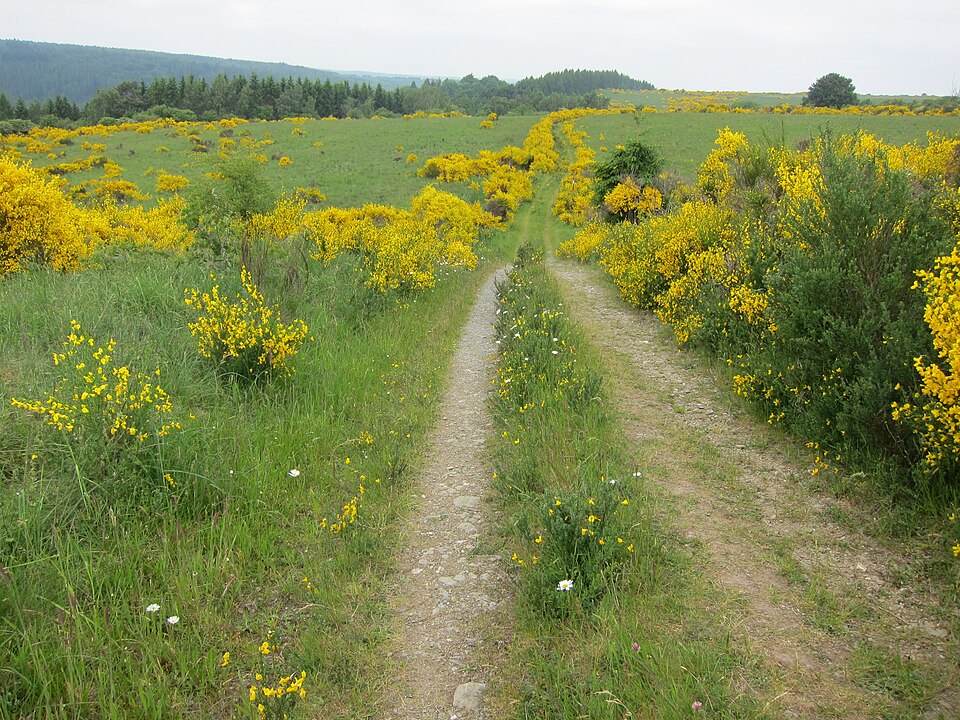 Genista (Brooms) (alternate view 4)