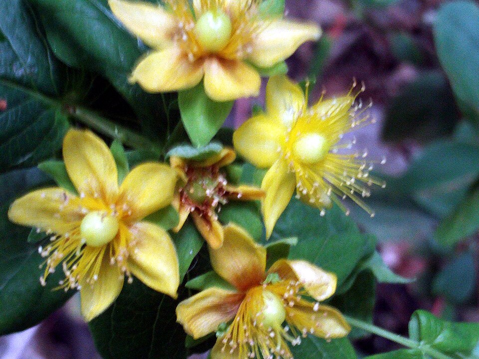 Hypericum androsaemum (Tutsan)
