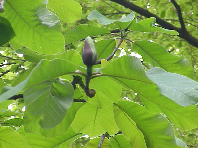 Magnolia obovata, Japanese bigleaf magnolia — upright deciduous (Magnoliaceae) (image 5 of 10)