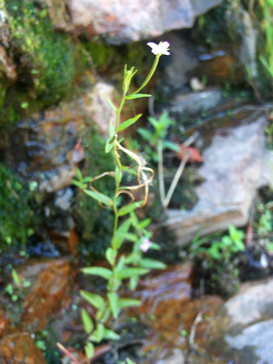 Epilobium tetragonum (Square-stemmed Willowherb)