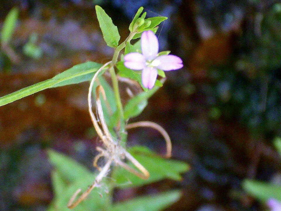 Epilobium tetragonum (Square-stemmed Willowherb)