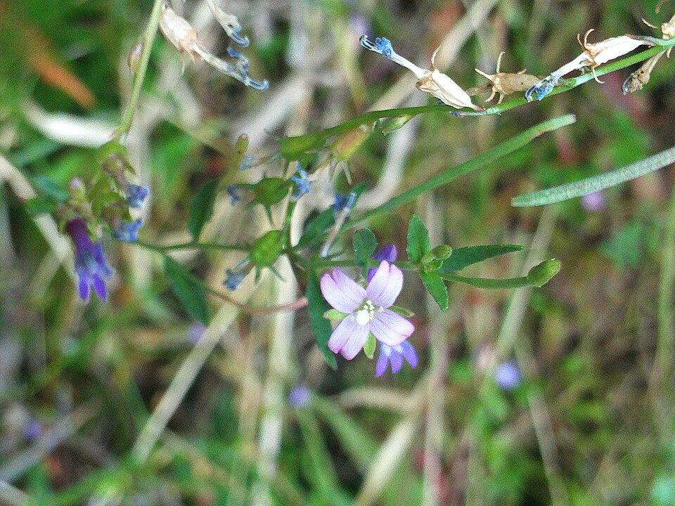 Epilobium tetragonum (Square-stemmed Willowherb)