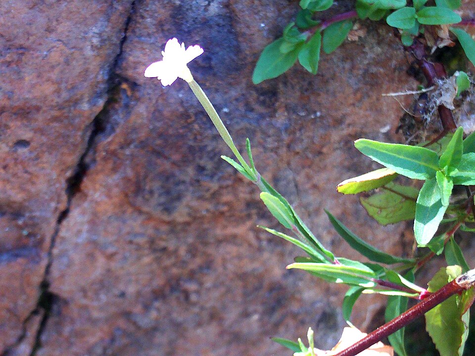 Epilobium tetragonum (Square-stemmed Willowherb)