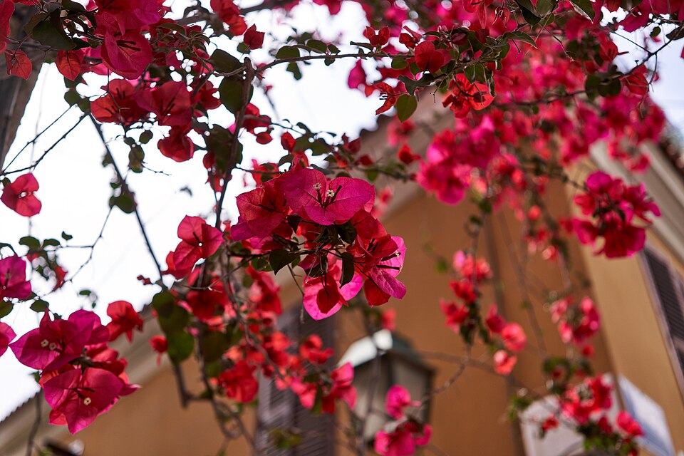 Bougainvillea × buttiana (garden bougainvillea) (alternate view 5)