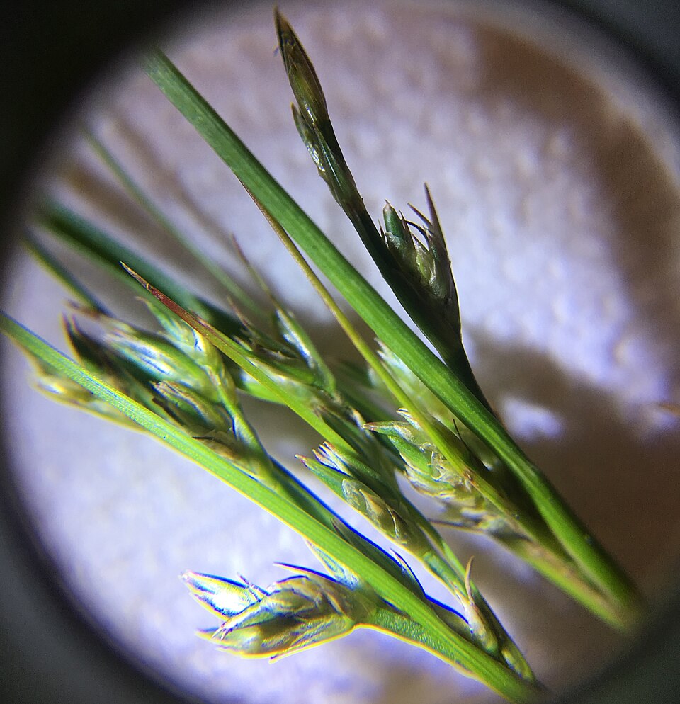 Carex deweyana (Dewey's Sedge) (alternate view 6)