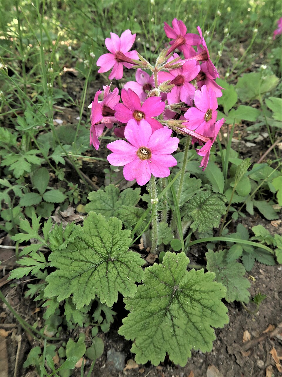 Primula kisoana (Kisan primrose) (alternate view 2)