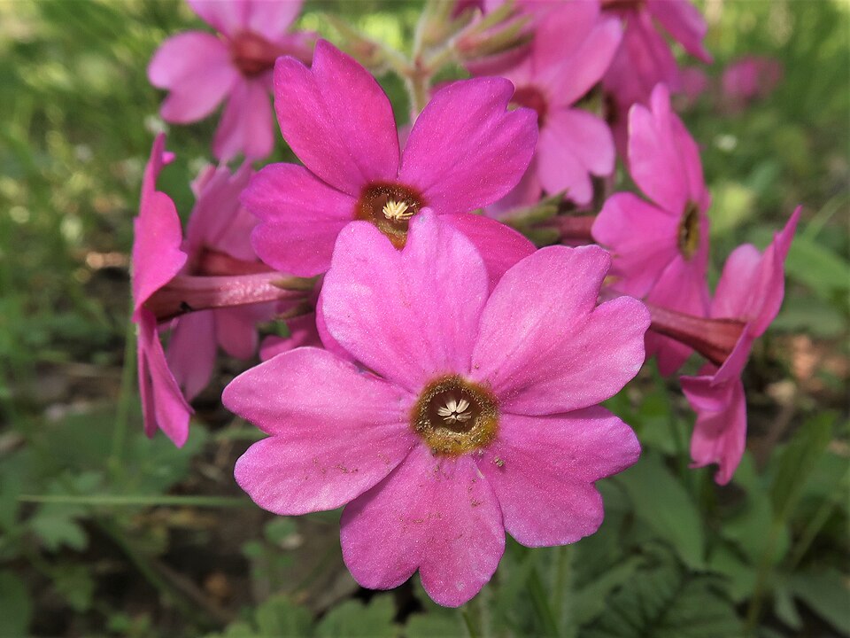 Primula kisoana (Kisan primrose) (alternate view 3)