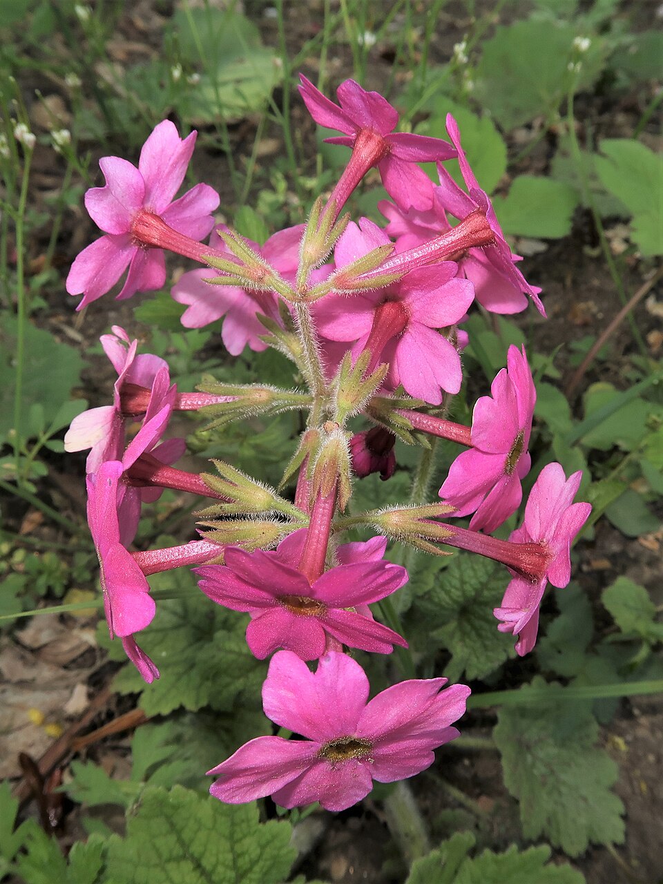 Primula kisoana (Kisan primrose) (alternate view 4)