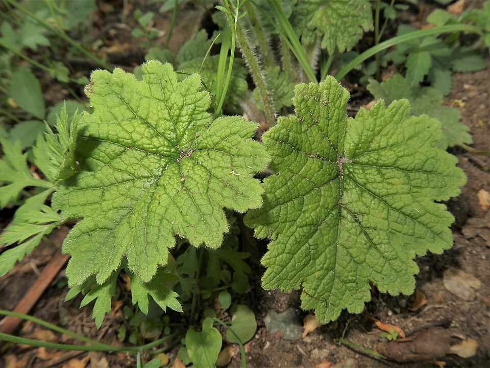 Primula kisoana (Kisan primrose) (alternate view 5)