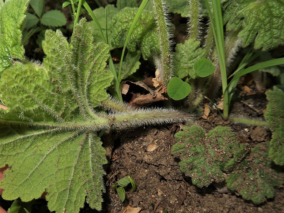 Primula kisoana (Kisan primrose) (alternate view 6)
