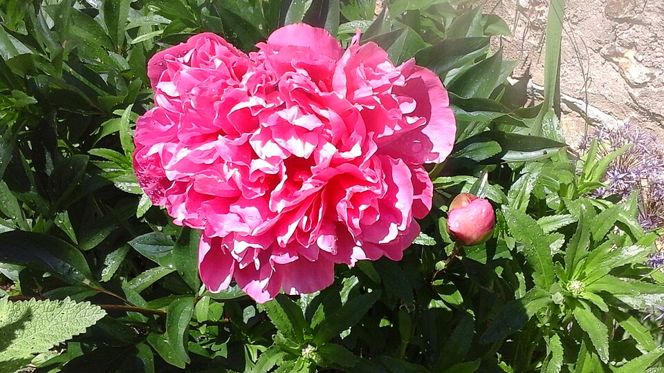 Paeonia lactiflora 'Sarah Bernhardt' (Sarah Bernhardt Peony) (alternate view 4)