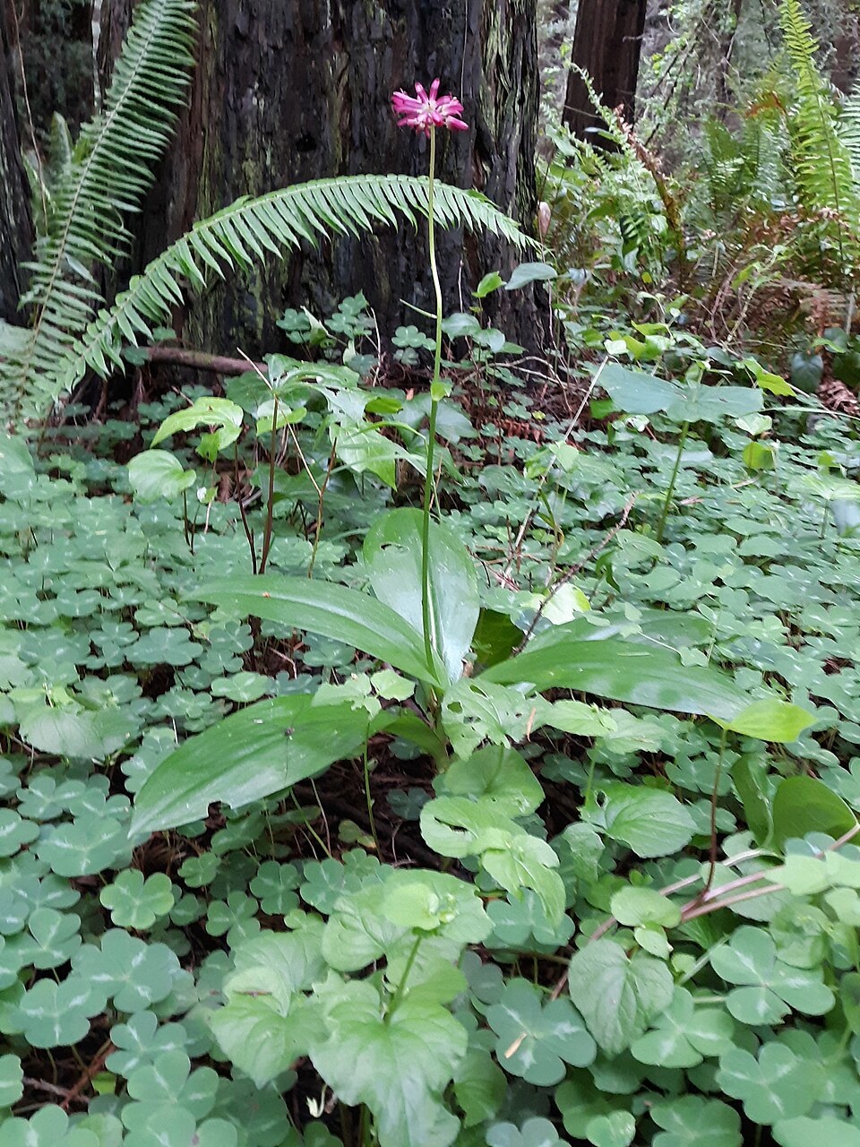 Clintonia andrewsiana (Andrews' Clintonia) (alternate view 10)