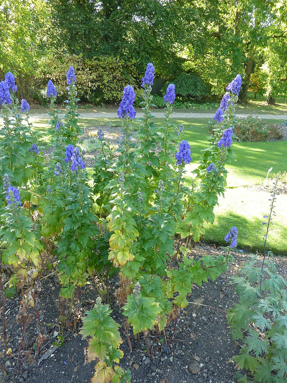 Aconitum carmichaelii (Azure Monkshood) (alternate view 8)