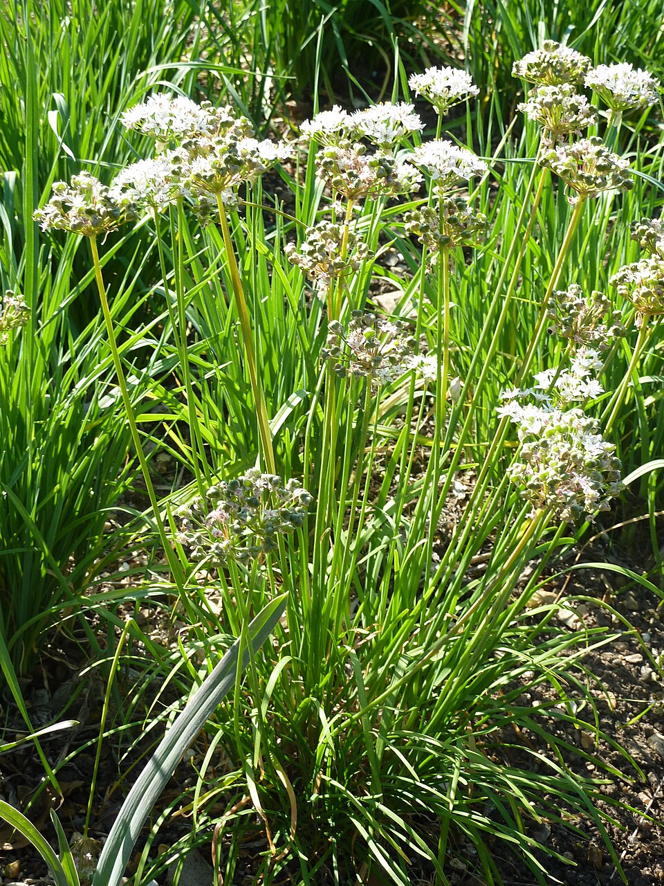 Allium obliquum (alternate view 6)