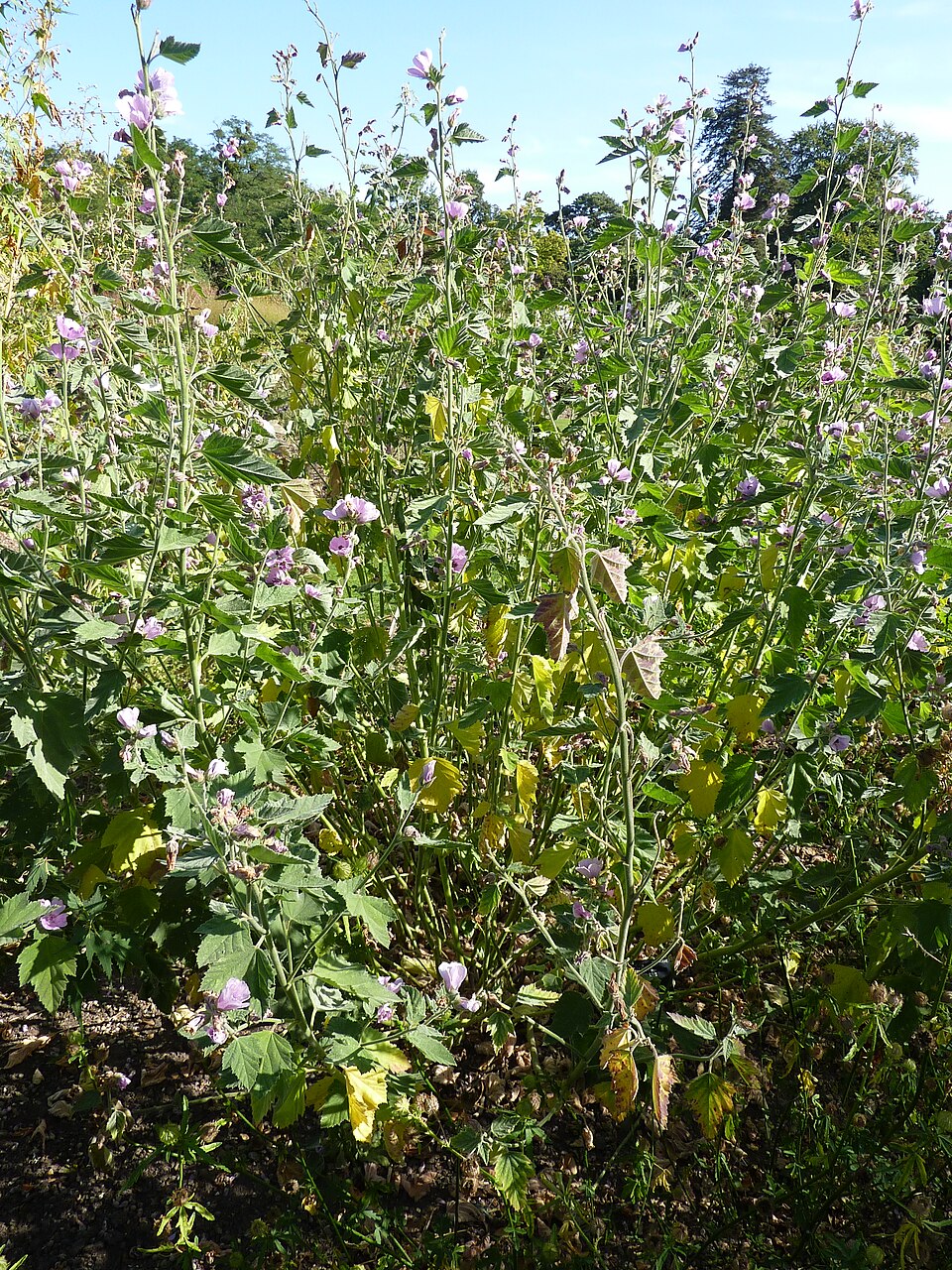 Althaea officinalis (marsh mallow) (alternate view 7)