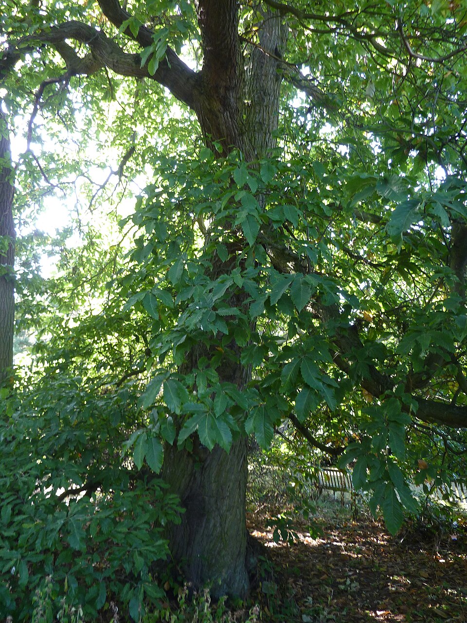 Castanea sativa (Sweet Chestnut)