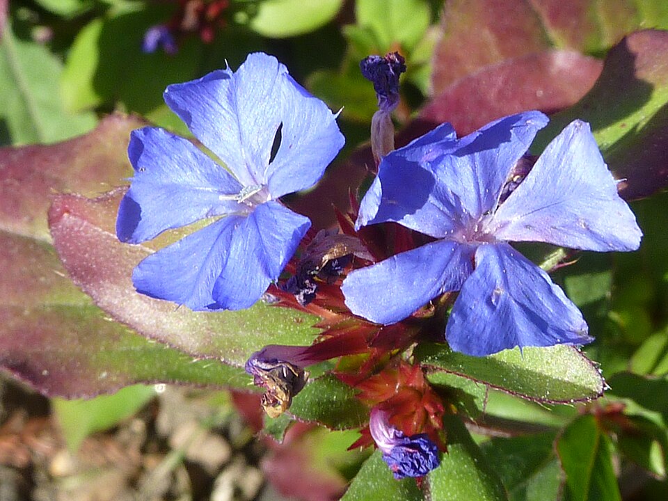 Ceratostigma plumbaginoides (Leadwort) (alternate view 10)