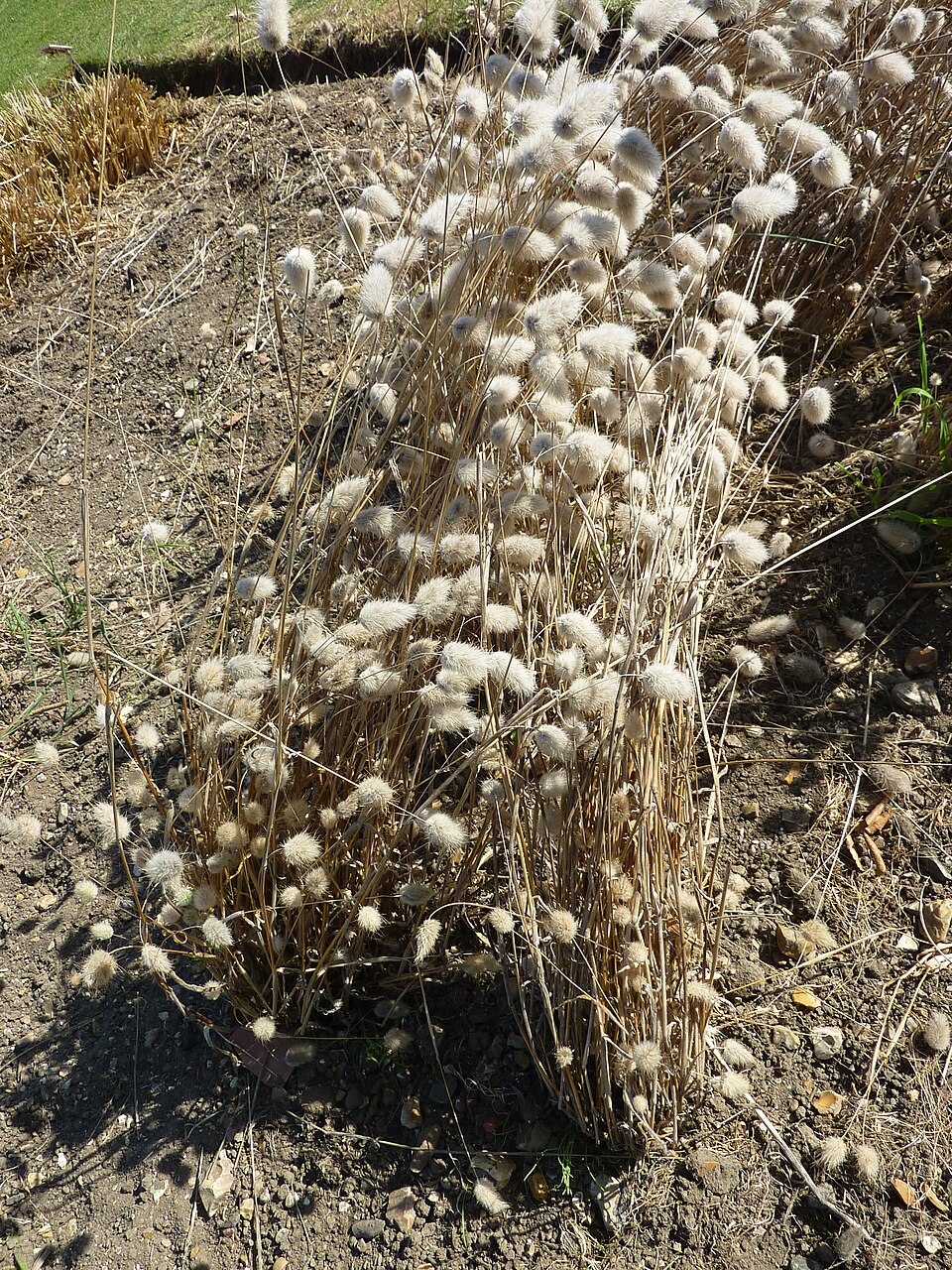 Lagurus ovatus (Hare's Tail Grass)