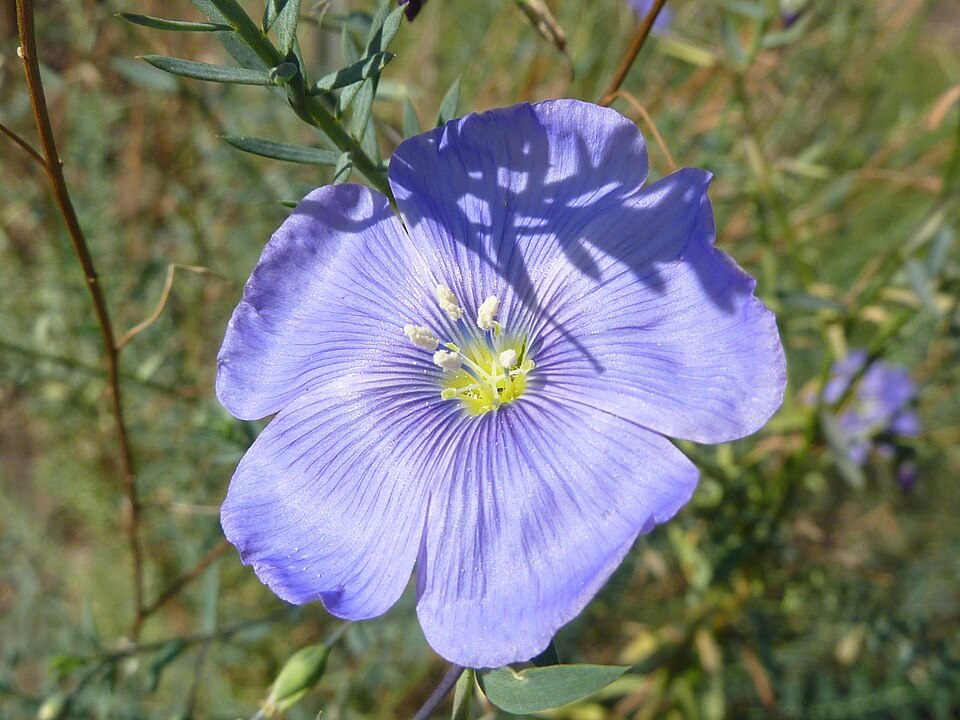 Linum perenne (alternate view 13)