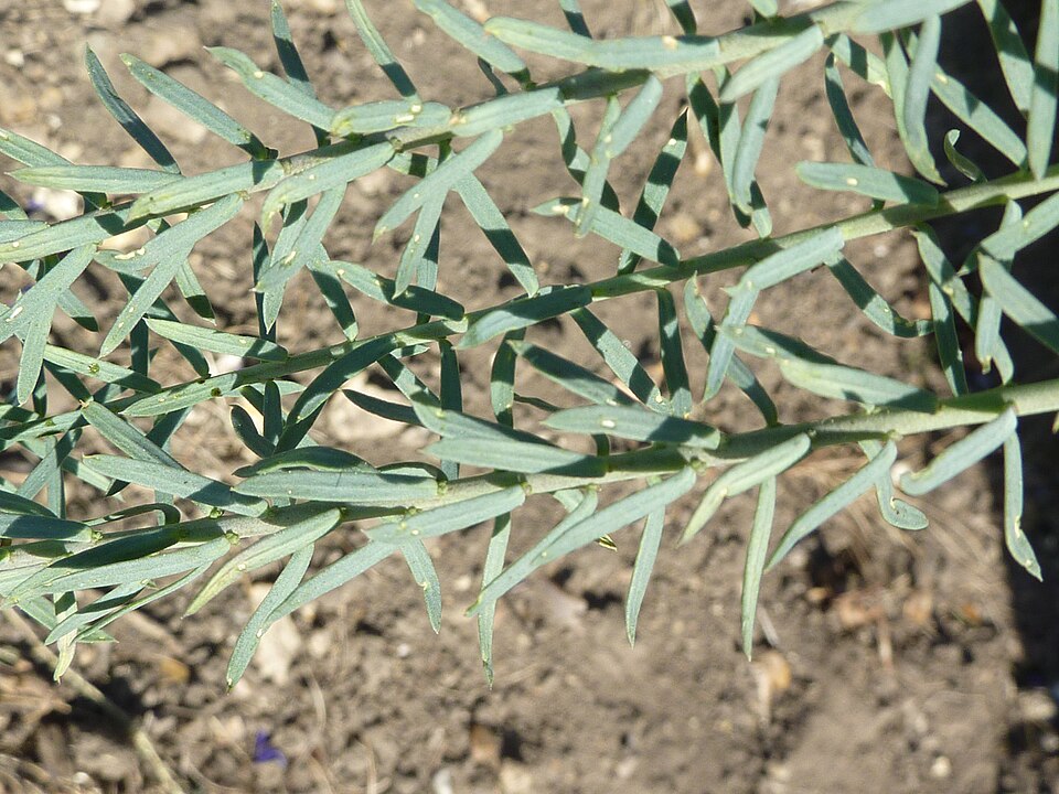 Linum perenne (alternate view 14)