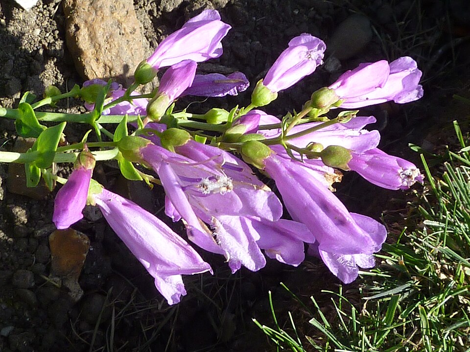 Penstemon barrettiae (Barrett's Penstemon) (alternate view 6)